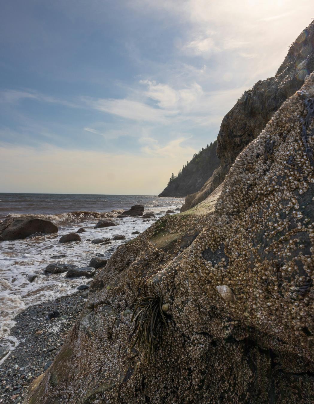 Barnacle-covered shoreline rocks and surf beneath an Atlantic Canada cliff